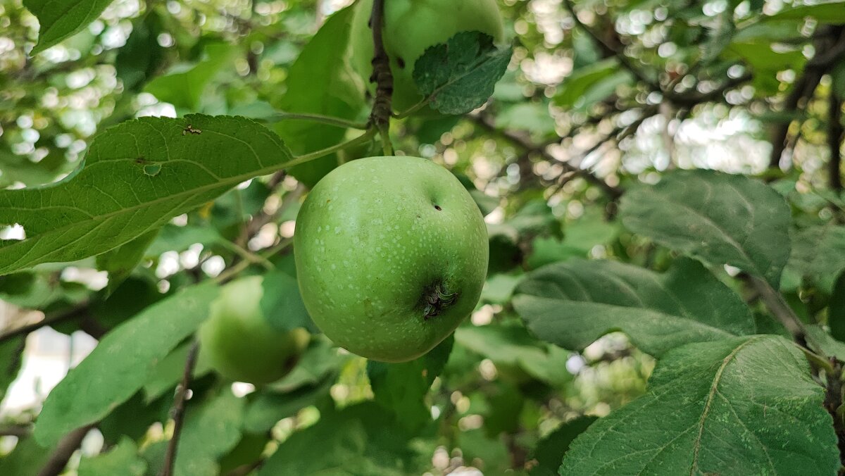 ,,, - Сергей Тимоновский
