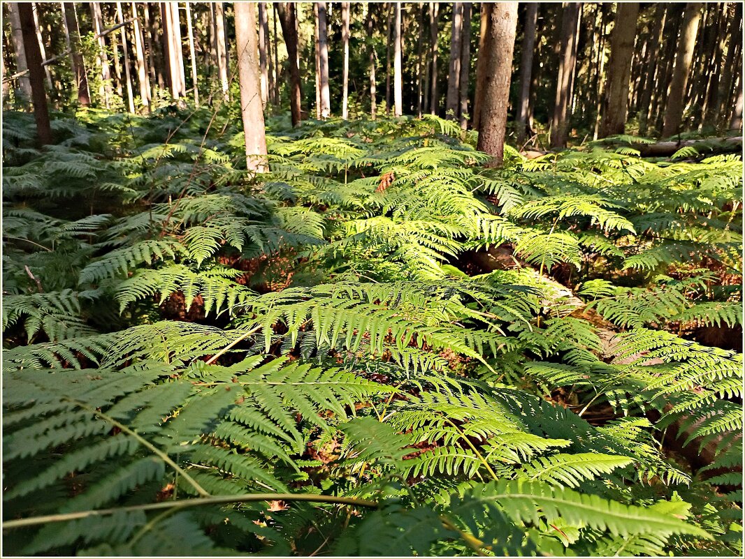 Папоротник. - Валерия Комова