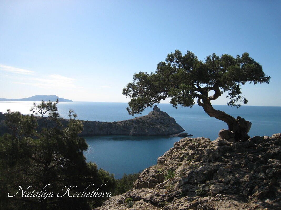 Природа Крыма - Amazing Cosmea