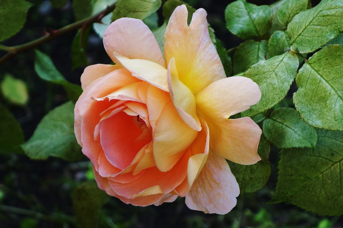 Роза - Рита Симонова