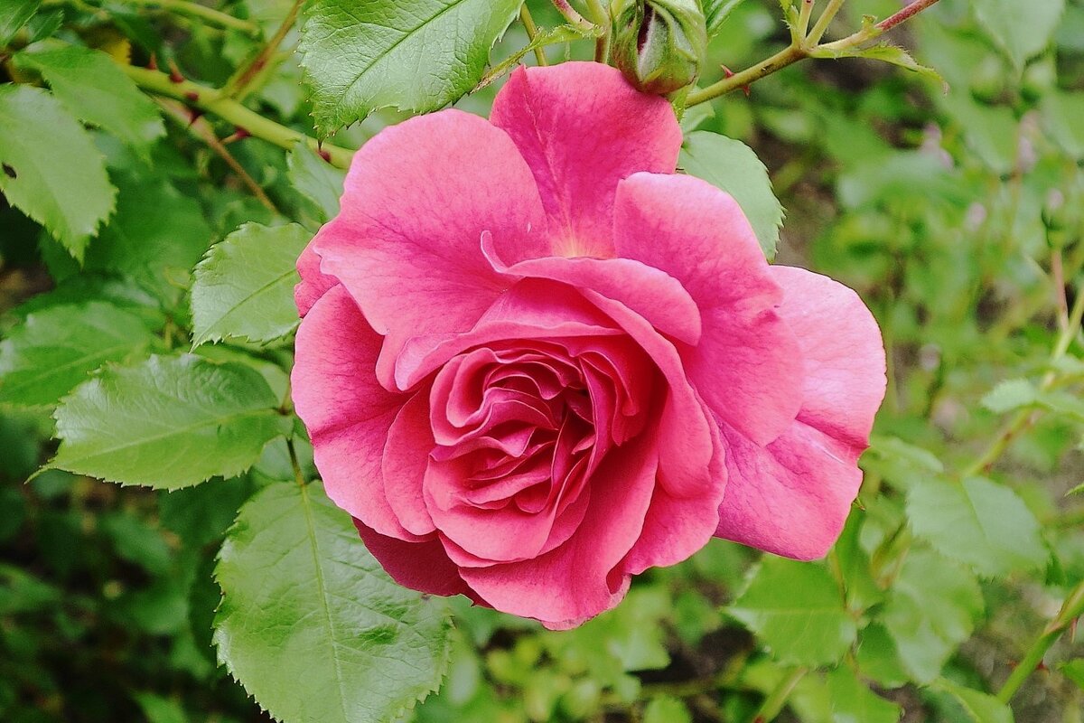 Роза - Рита Симонова