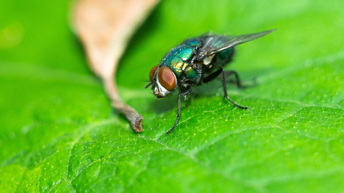 A fly on a leaf | 2 - Sergey Sonvar