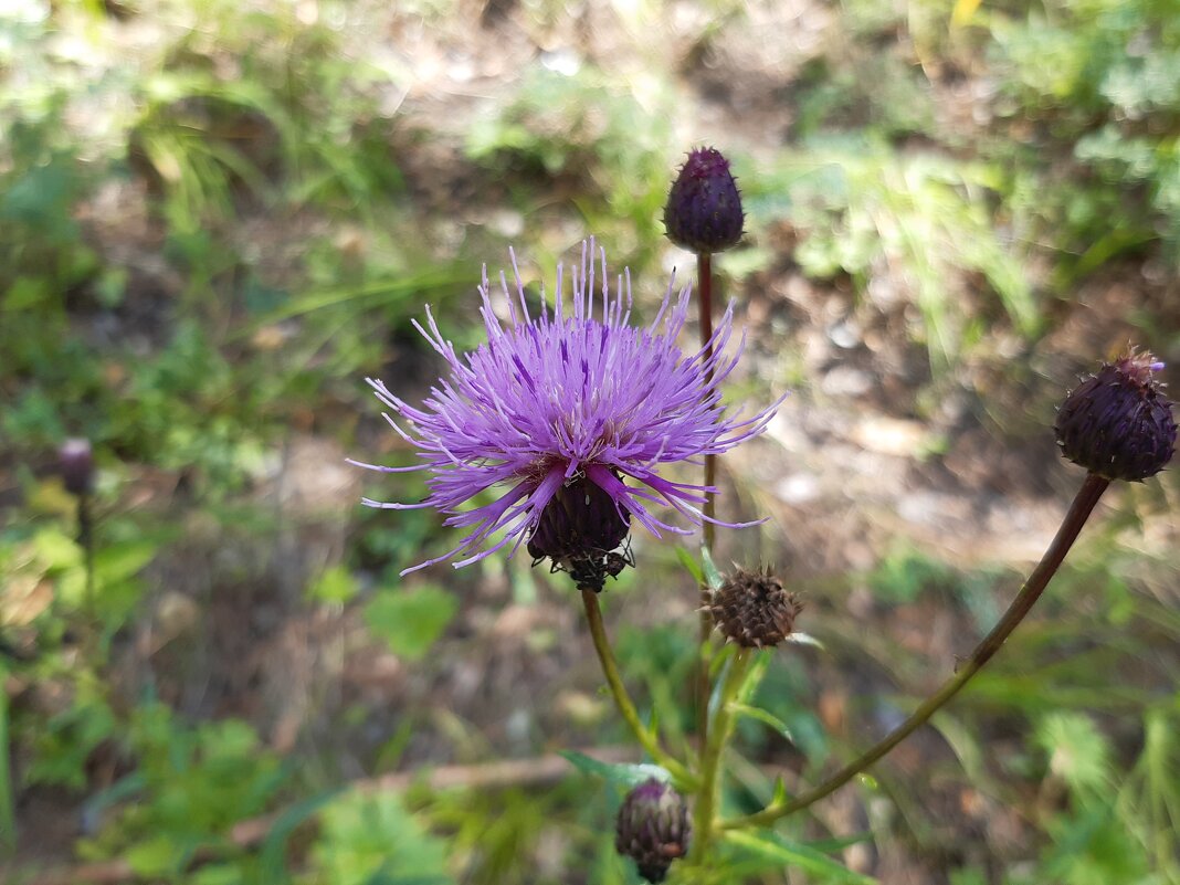 Конец июля - тоже середина лета - Галина Минчук Конец июля - тоже середина лета - Галина Минчук