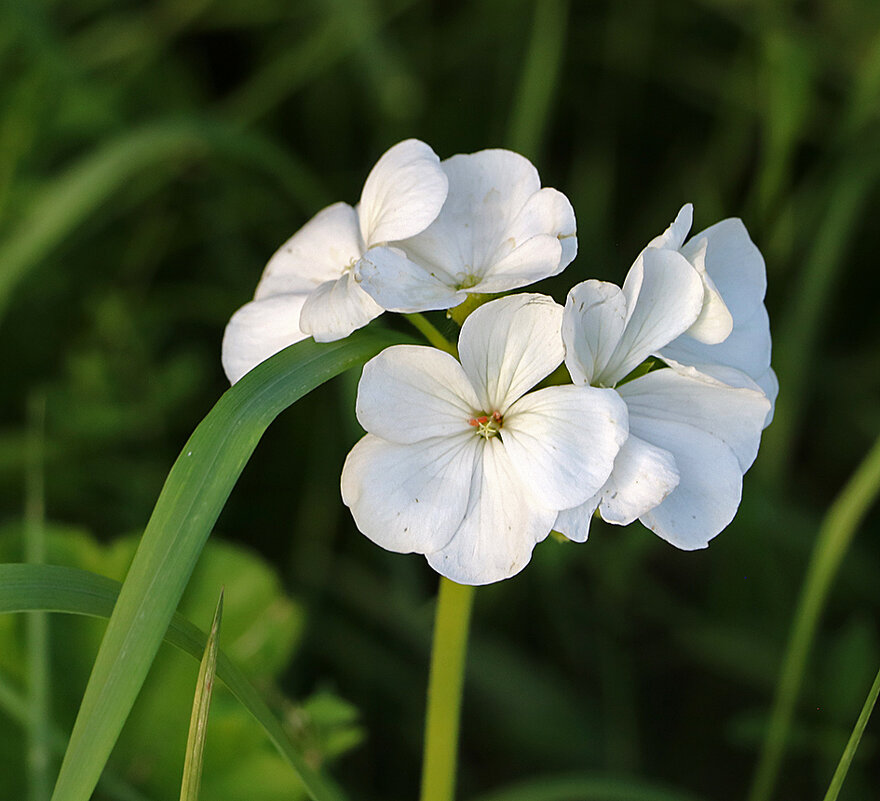 Пеларгония белая - Светлана Пеларгония белая - Светлана