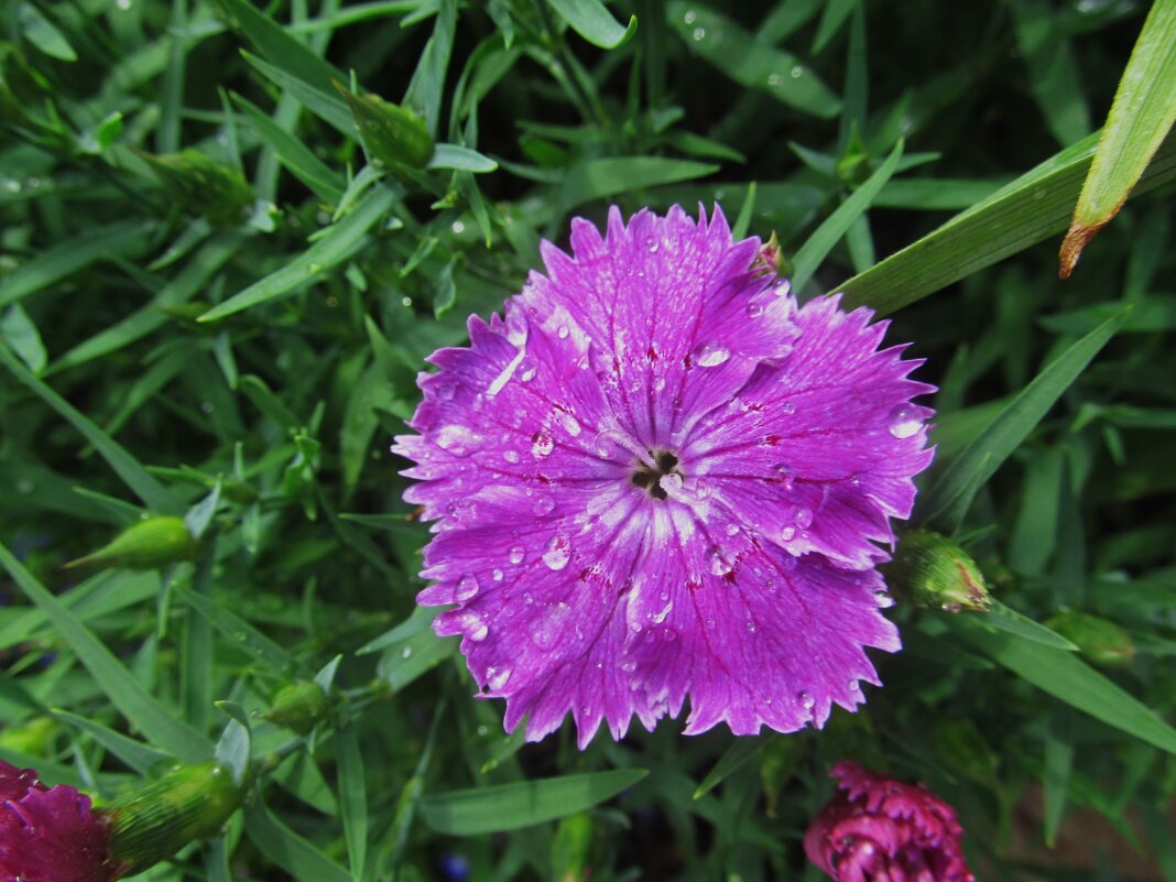 гвоздика - Елена Шаламова