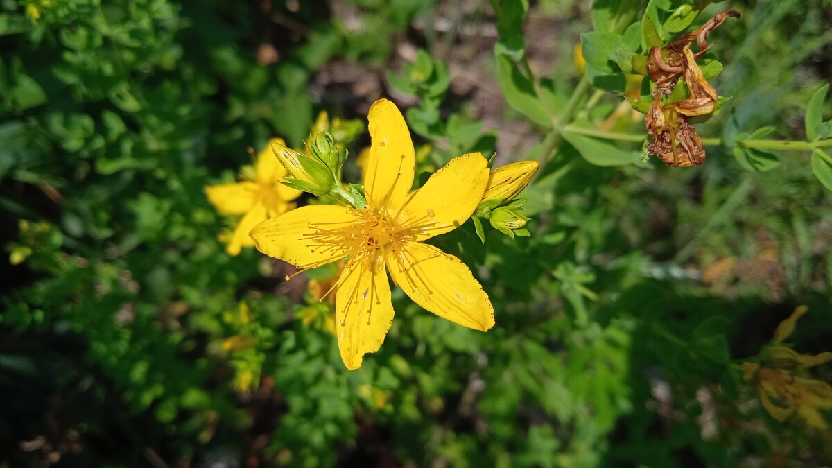 дачное - Елена Шаламова