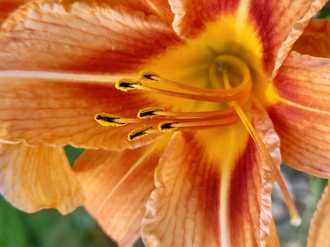 Лилия - Ирина Лесиканич