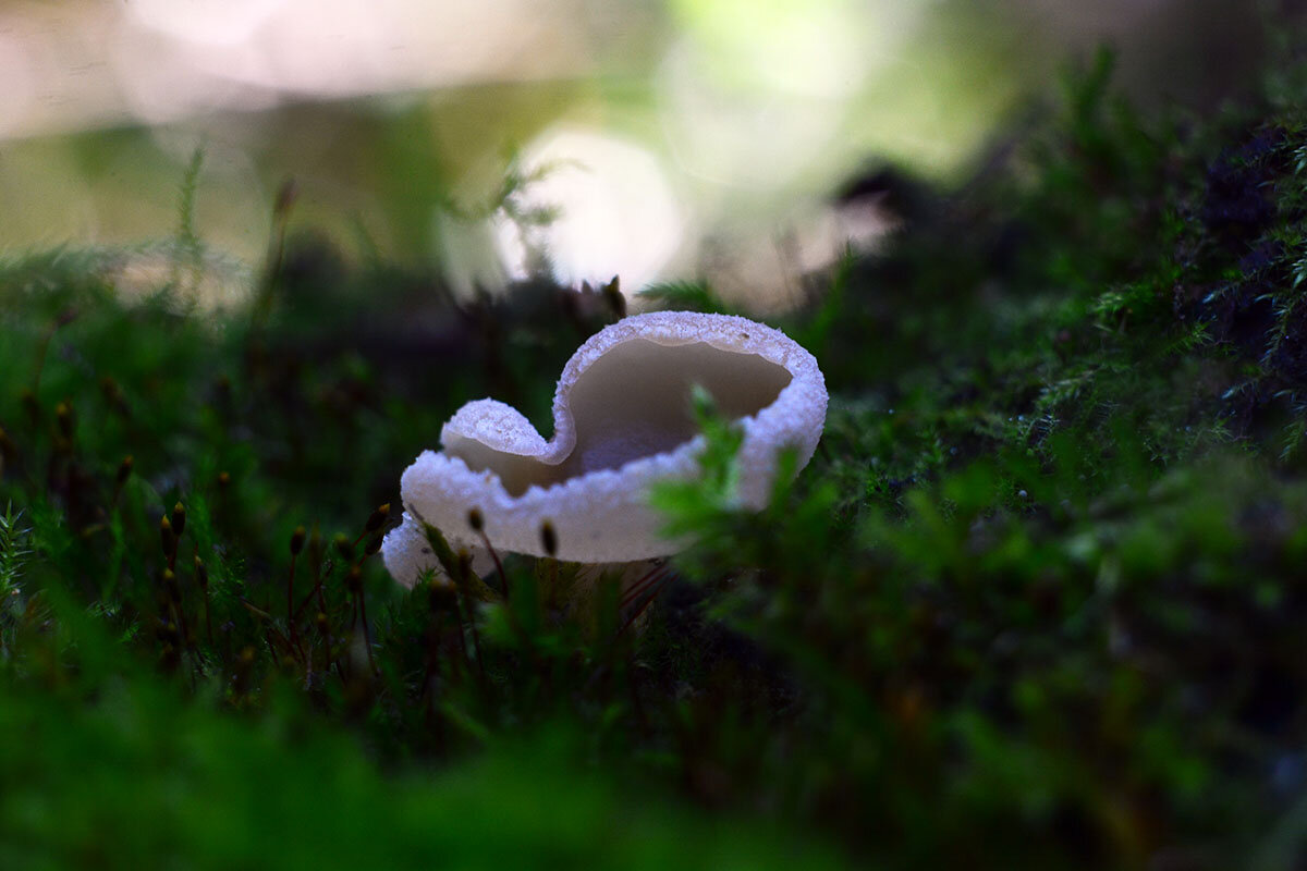 Живой  мох - Геннадий Супрун