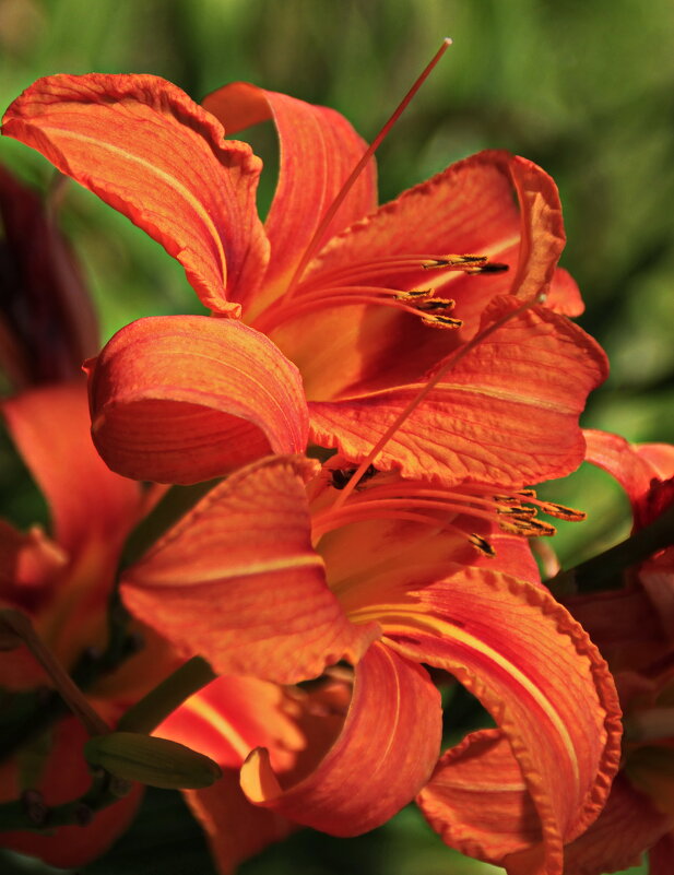 Оттенки июля .. - Татьян@ Ивановна