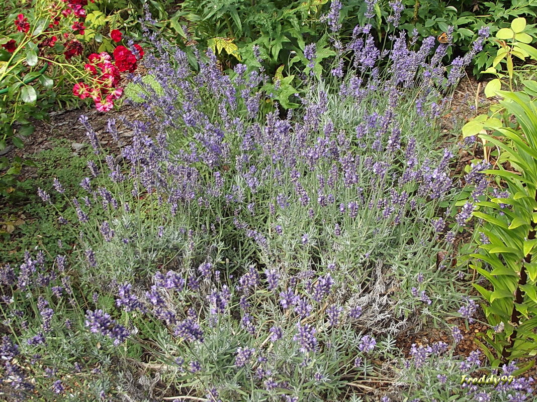 Лавандовая нежность… Безбрежность, безмятежность… - Freddy 97