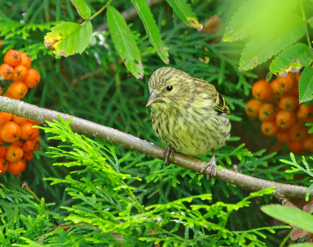 самочка чижа - Andrey Bragin 