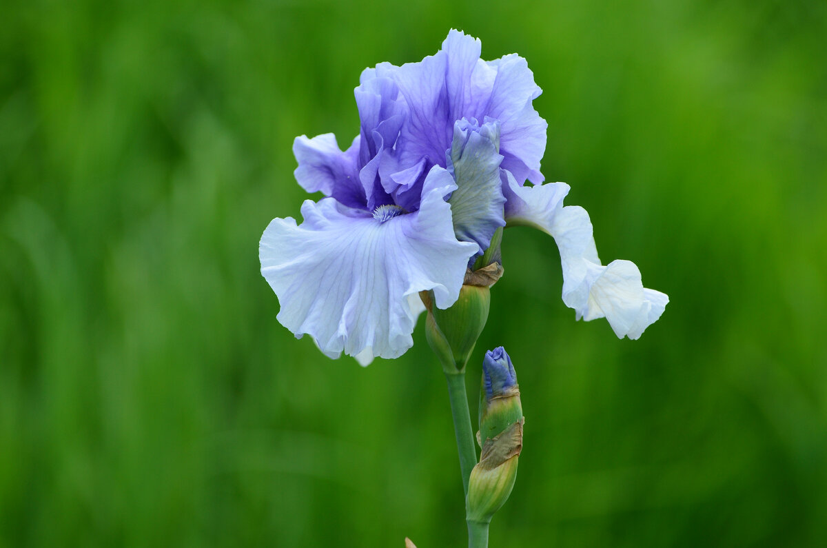 Лето в Ботаническом. Июнь. - Наташа *****