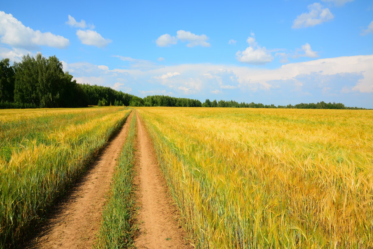 Полевые дороги. - Михаил Колосов Полевые дороги. - Михаил Колосов