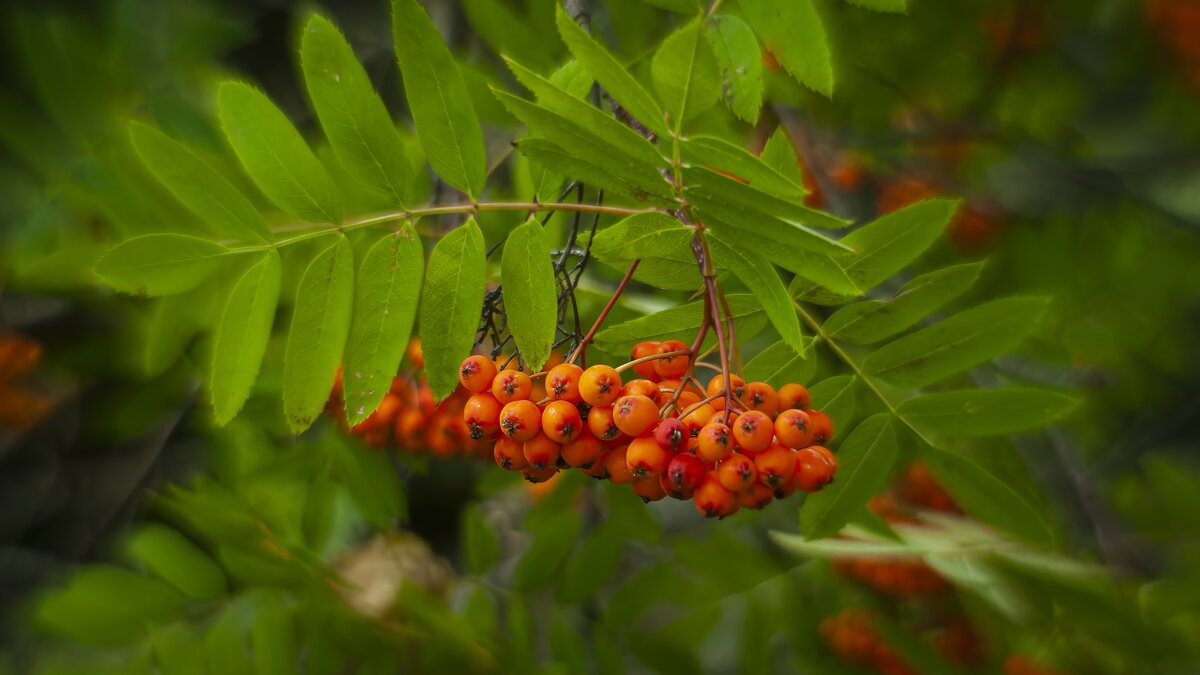Ветка рябины. - Вадим Басов Ветка рябины. - Вадим Басов