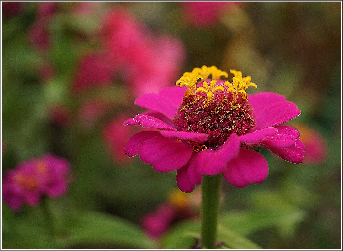 маленькая клумба - ставил маленькая клумба - ставил