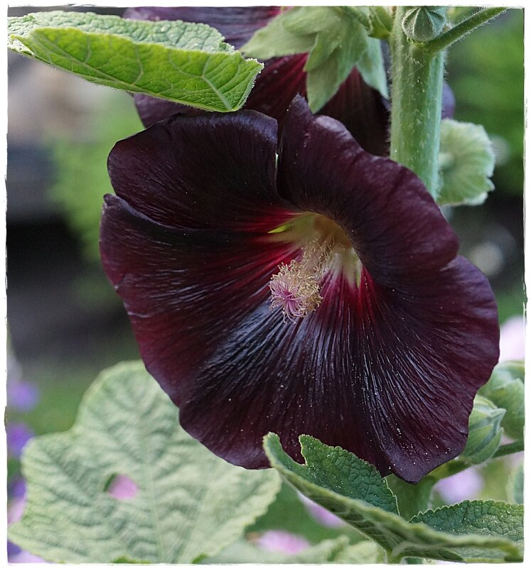 цветок - ставил 