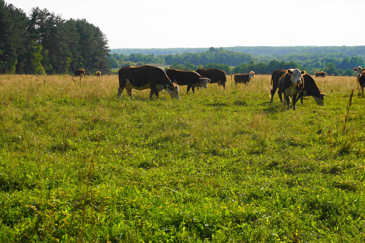 На пастбище - Сергей Ц
