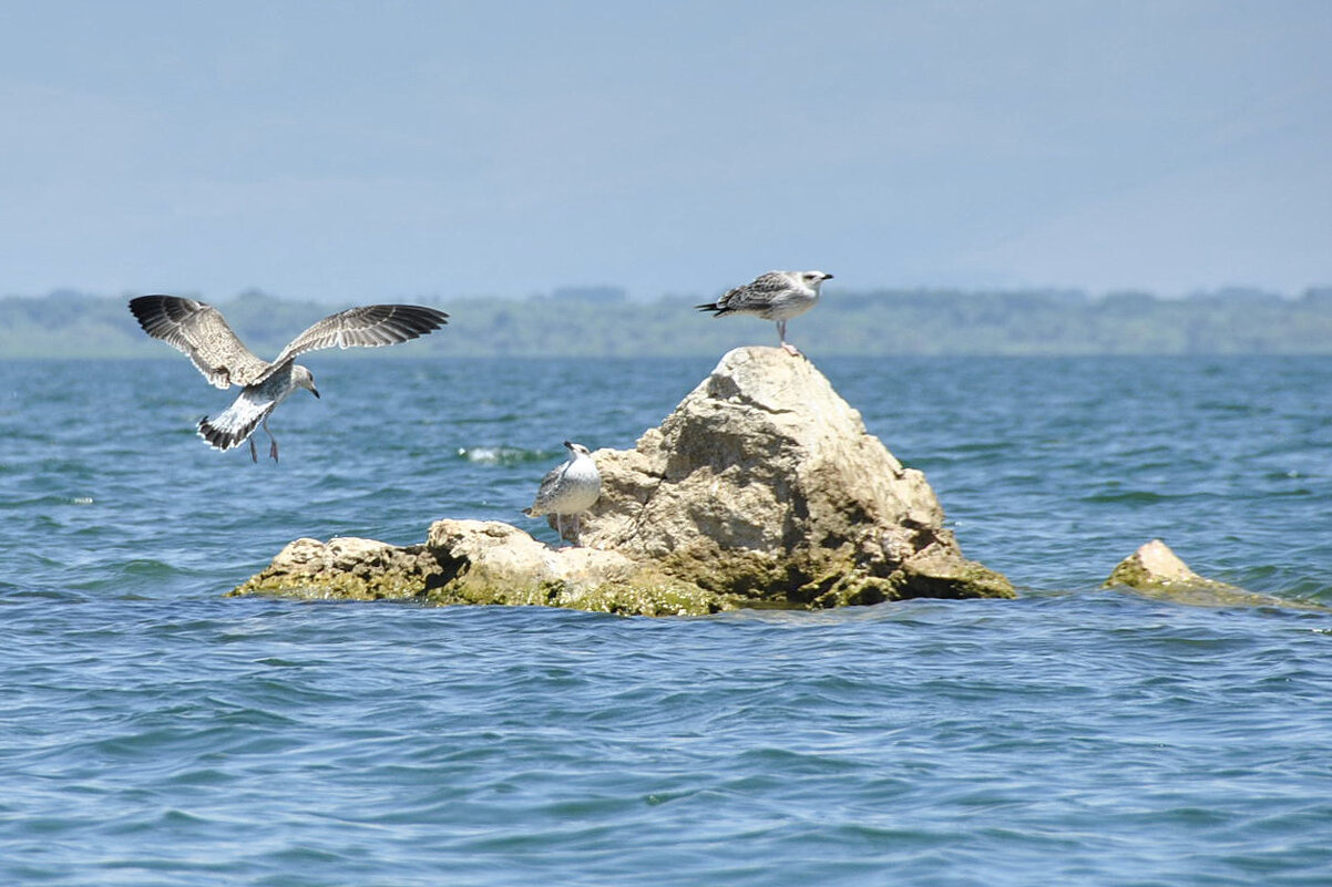 *** - Марина Виноградова *** - Марина Виноградова