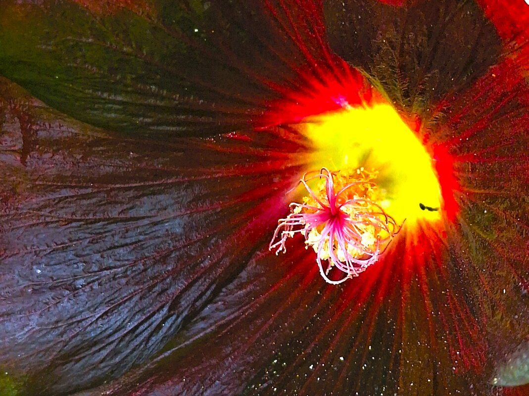 Мальва - Наталья 