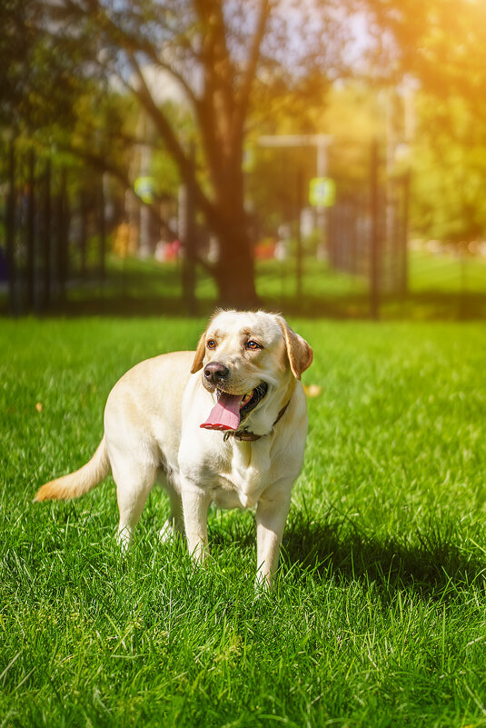 Алькор - Alex Bush