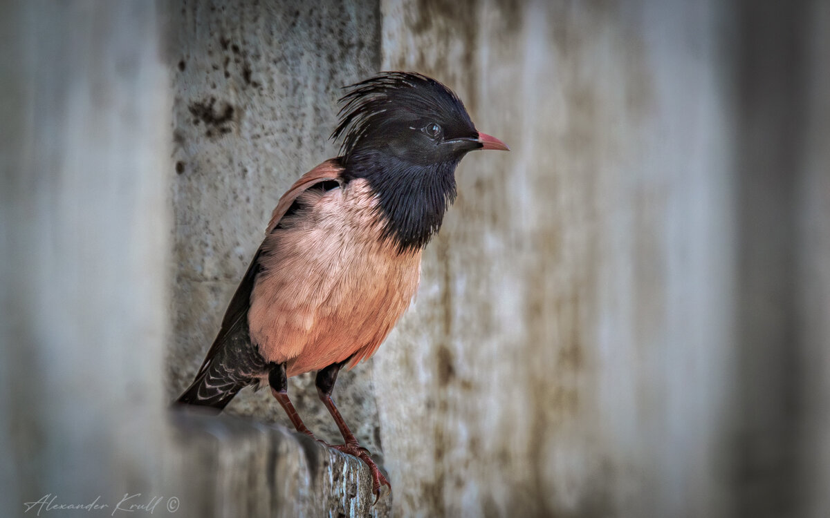 Посижу тут - Александр К. Посижу тут - Александр К.