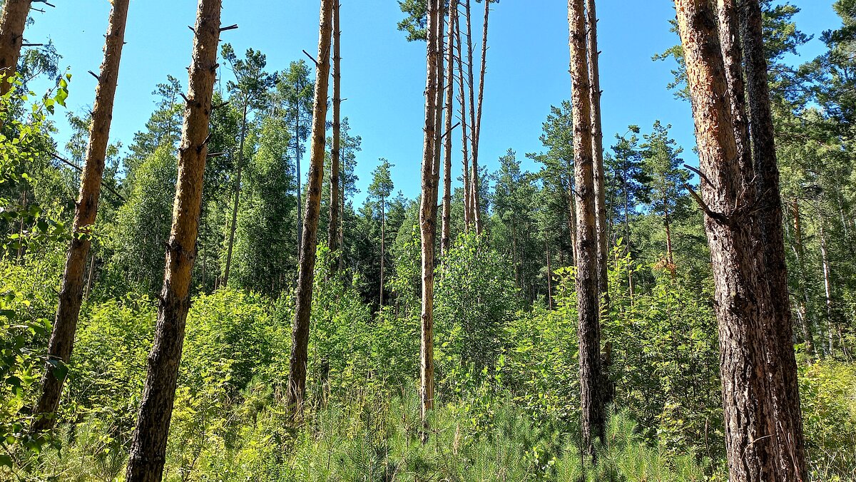 И слушаю приветный говор твой - Hope 