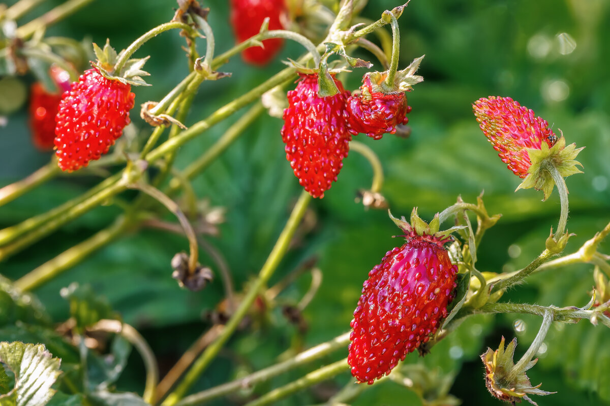 Земляника - Владимир Колесников