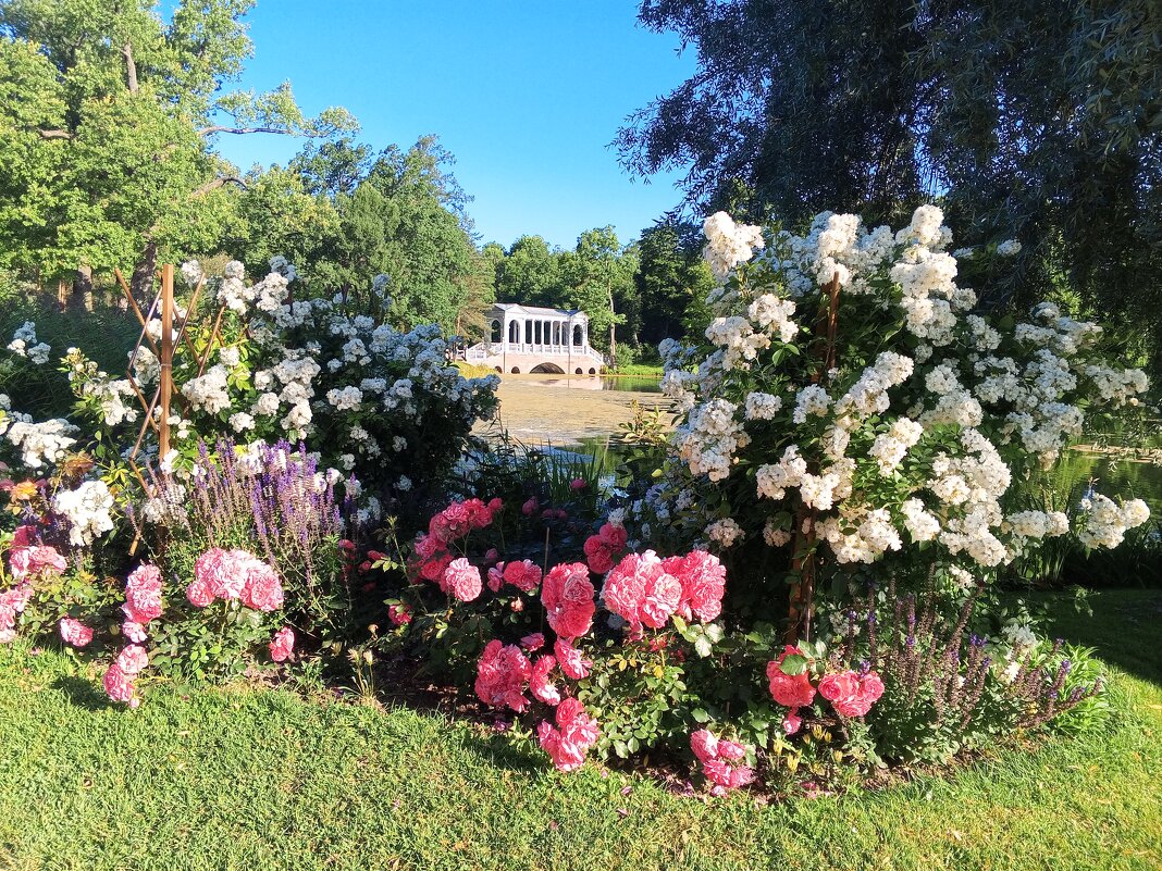 Розы - Сапсан 