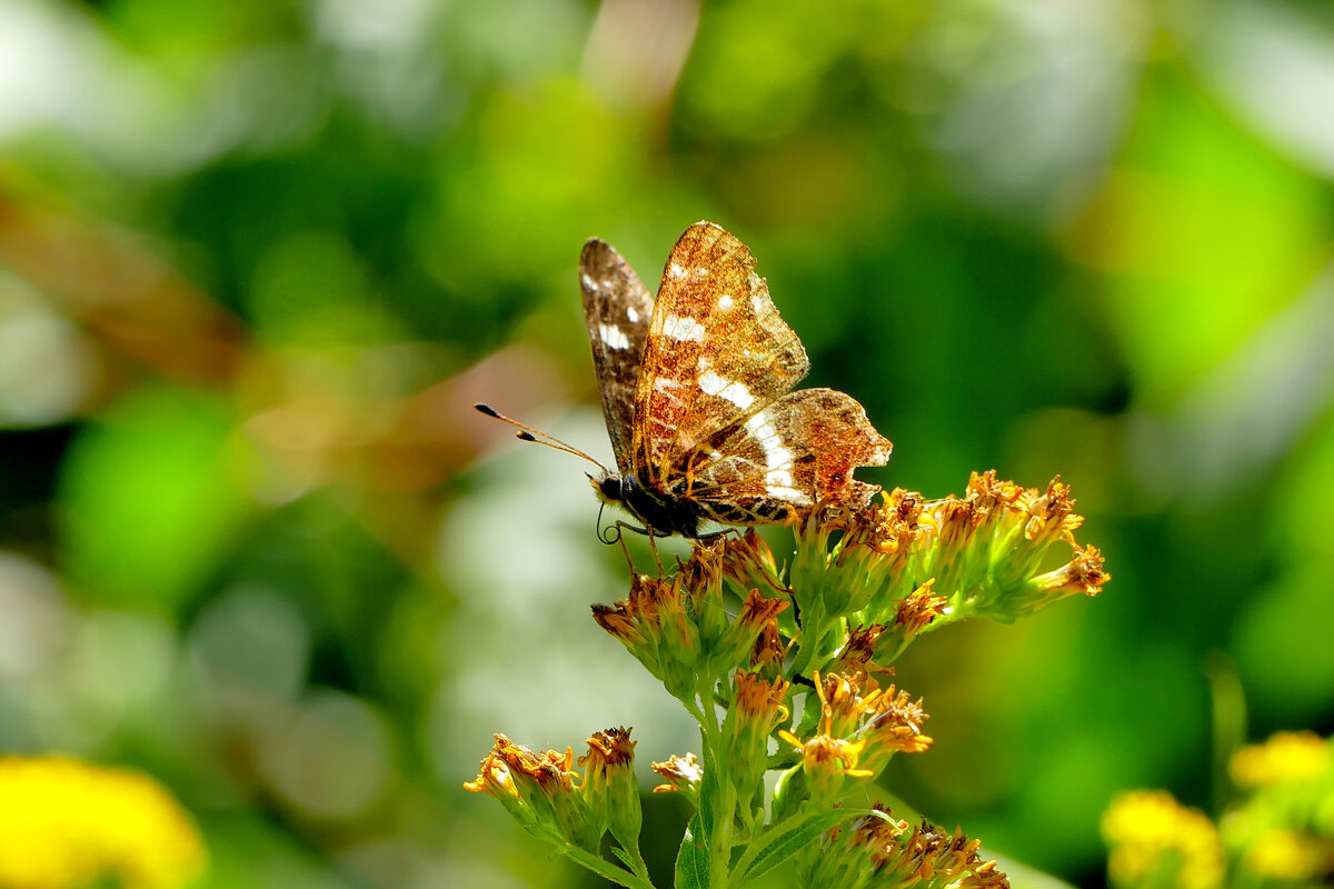 из снятого сегодня 3 - Александр Прокудин