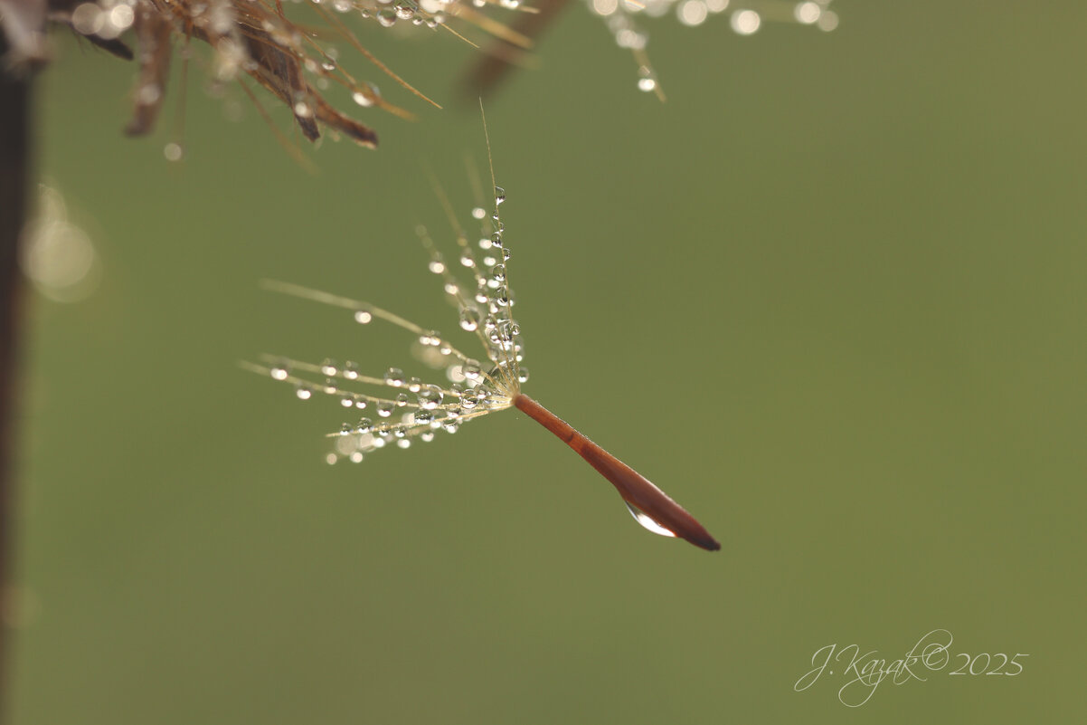 *** - Елена Kазак (selena1965) *** - Елена Kазак (selena1965)