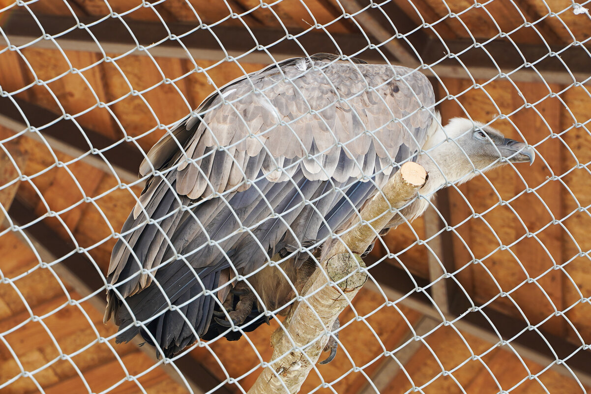 НЕ_УЛЕТИТ - Сергей Янович Микк