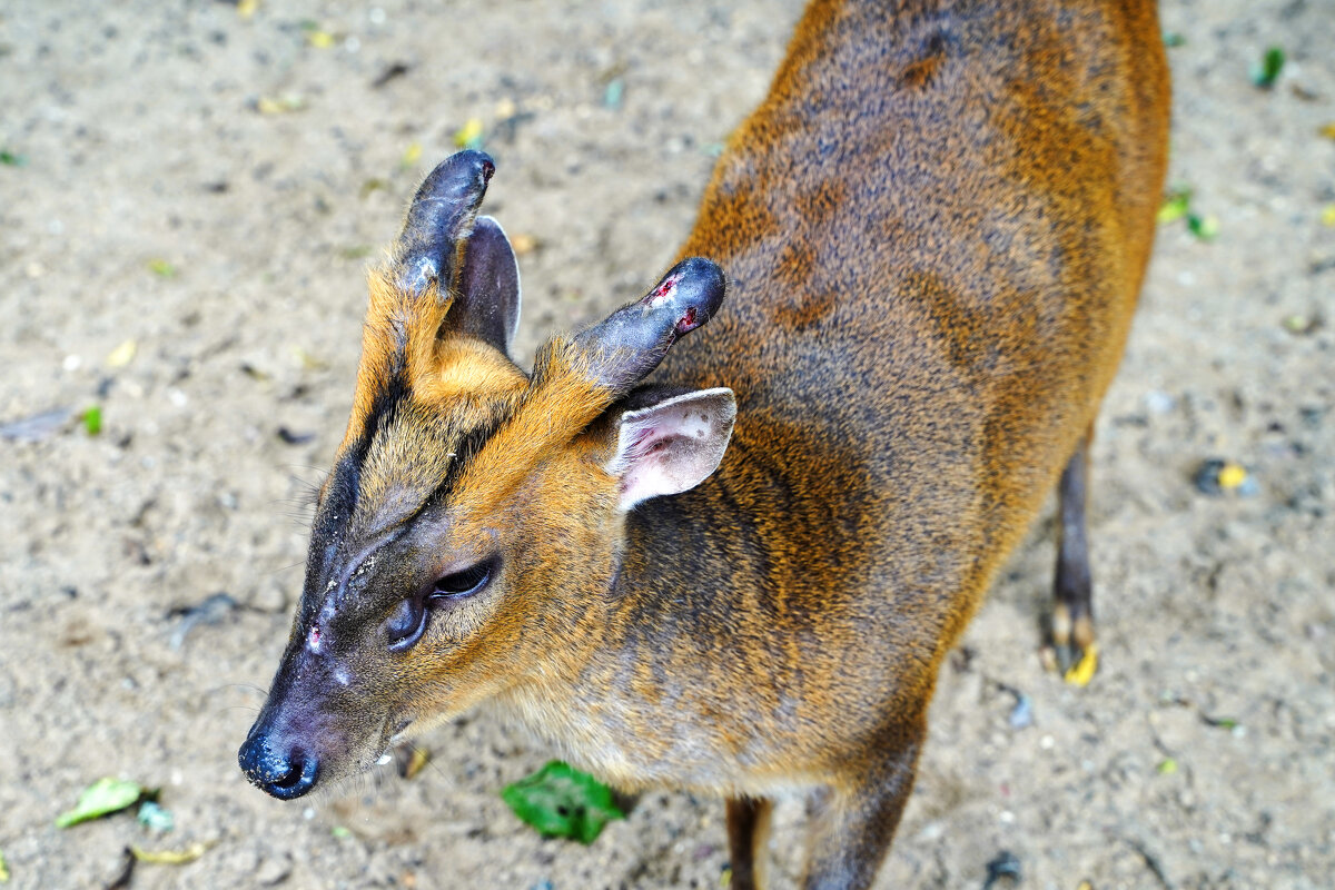 НЕ_ВЫЗДОРОВЕЕТ - Сергей Янович Микк