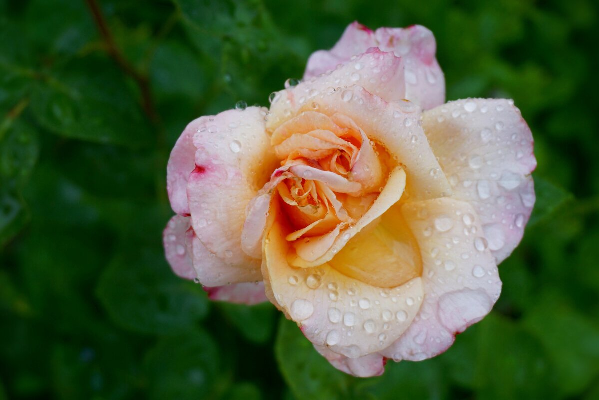 В розарии - Ольга 