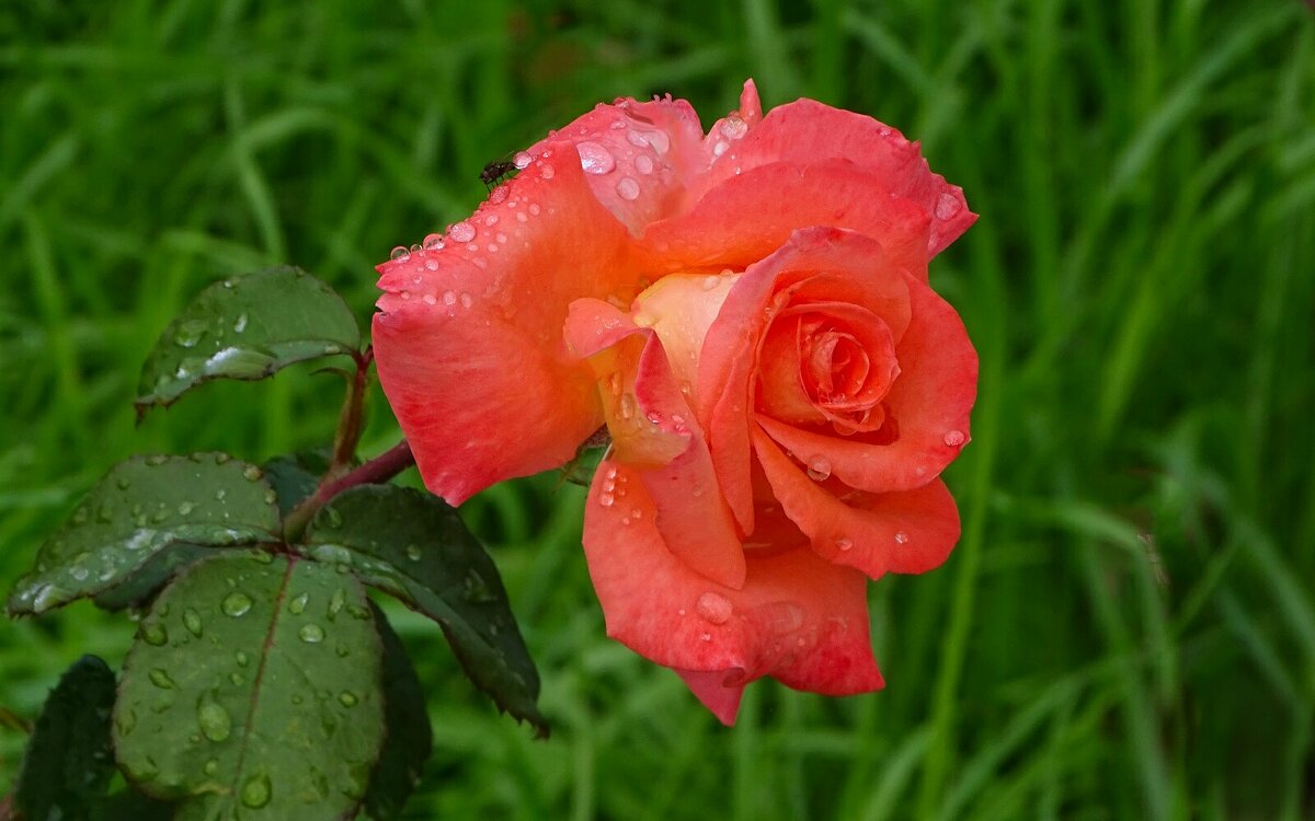 О красоте цветов - Милешкин Владимир Алексеевич 