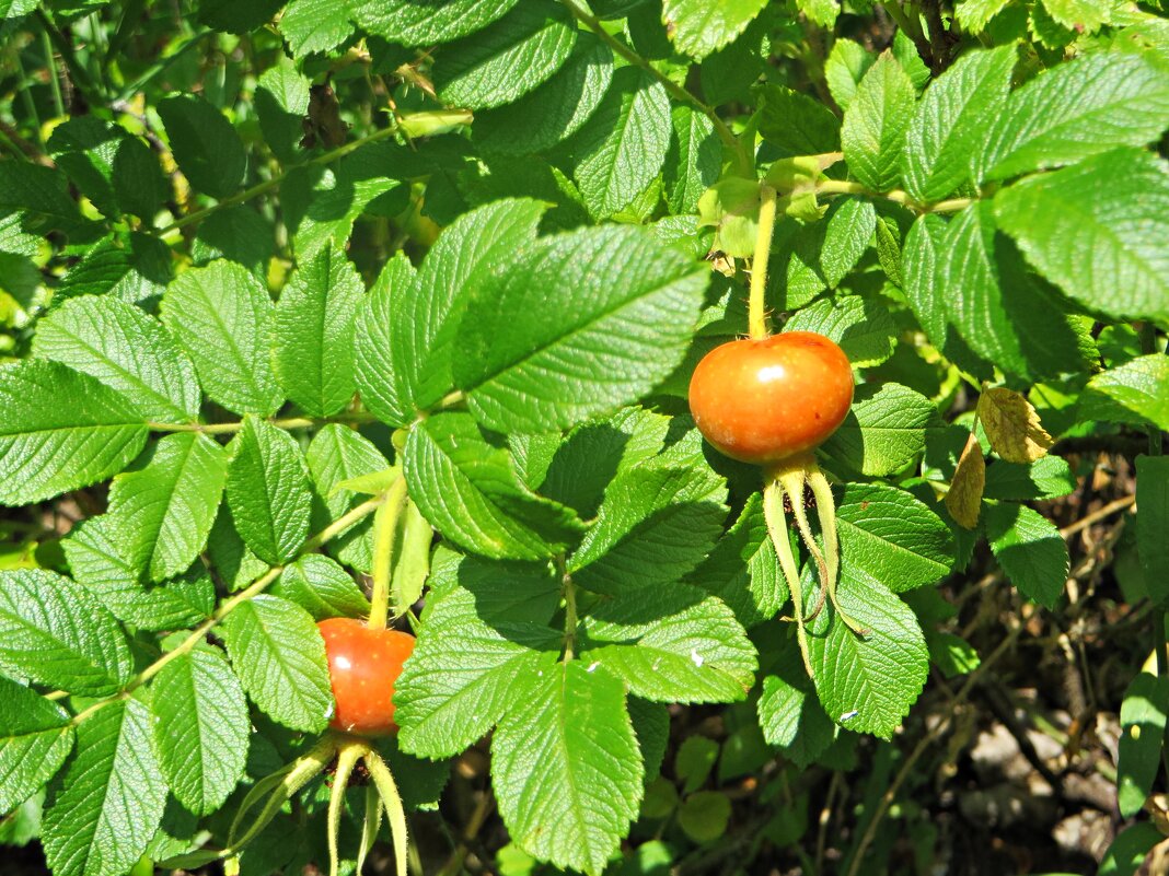 природа - марта Камушкина