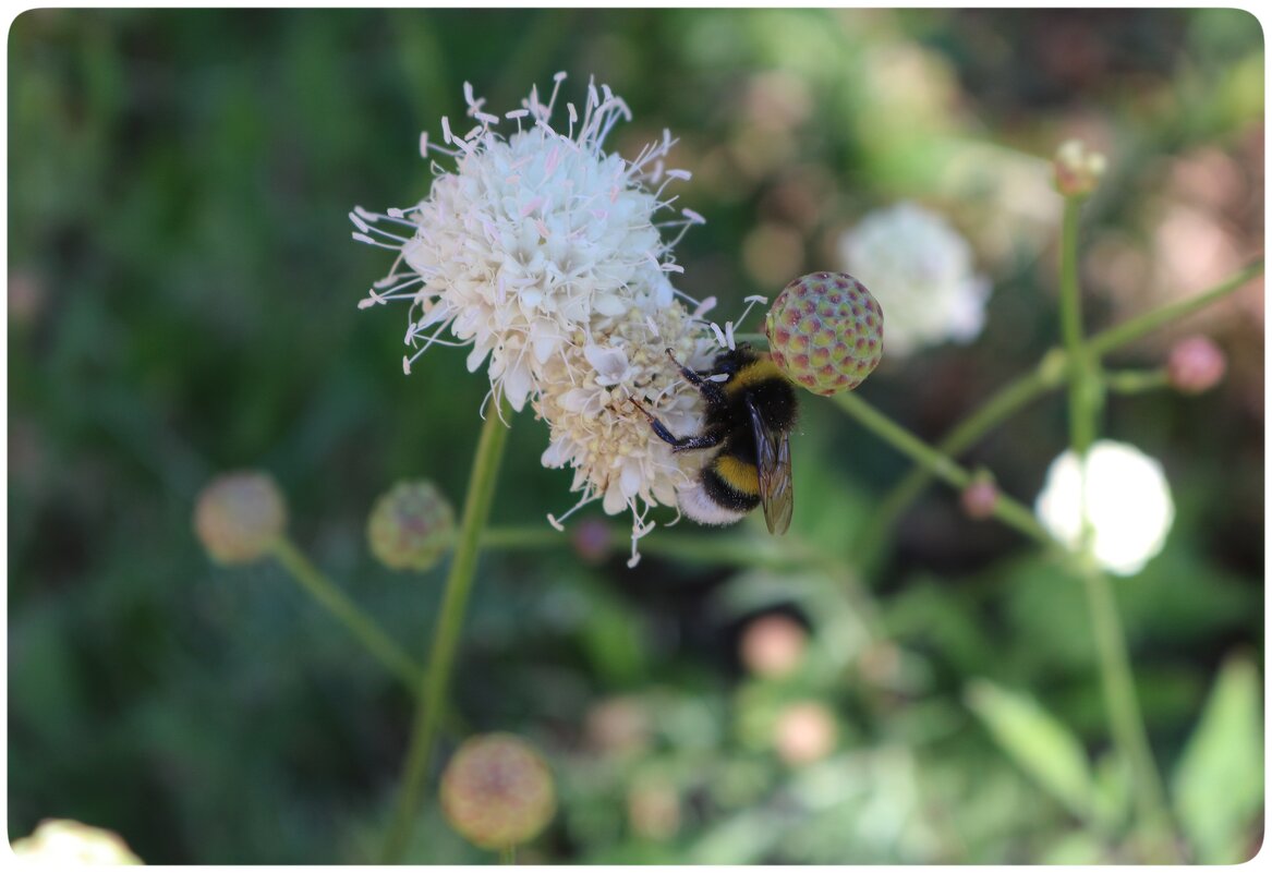 "труженица" - Светлана Баталий