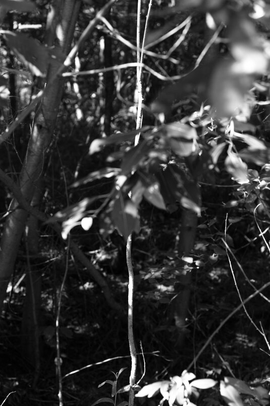 Назва. отсу. - Денис Безногов