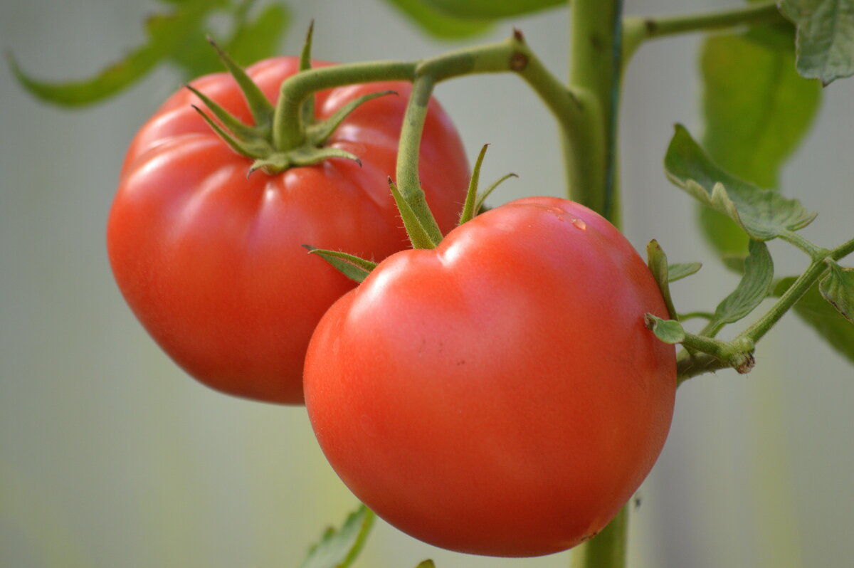 Помидорки - Татьяна Лютаева