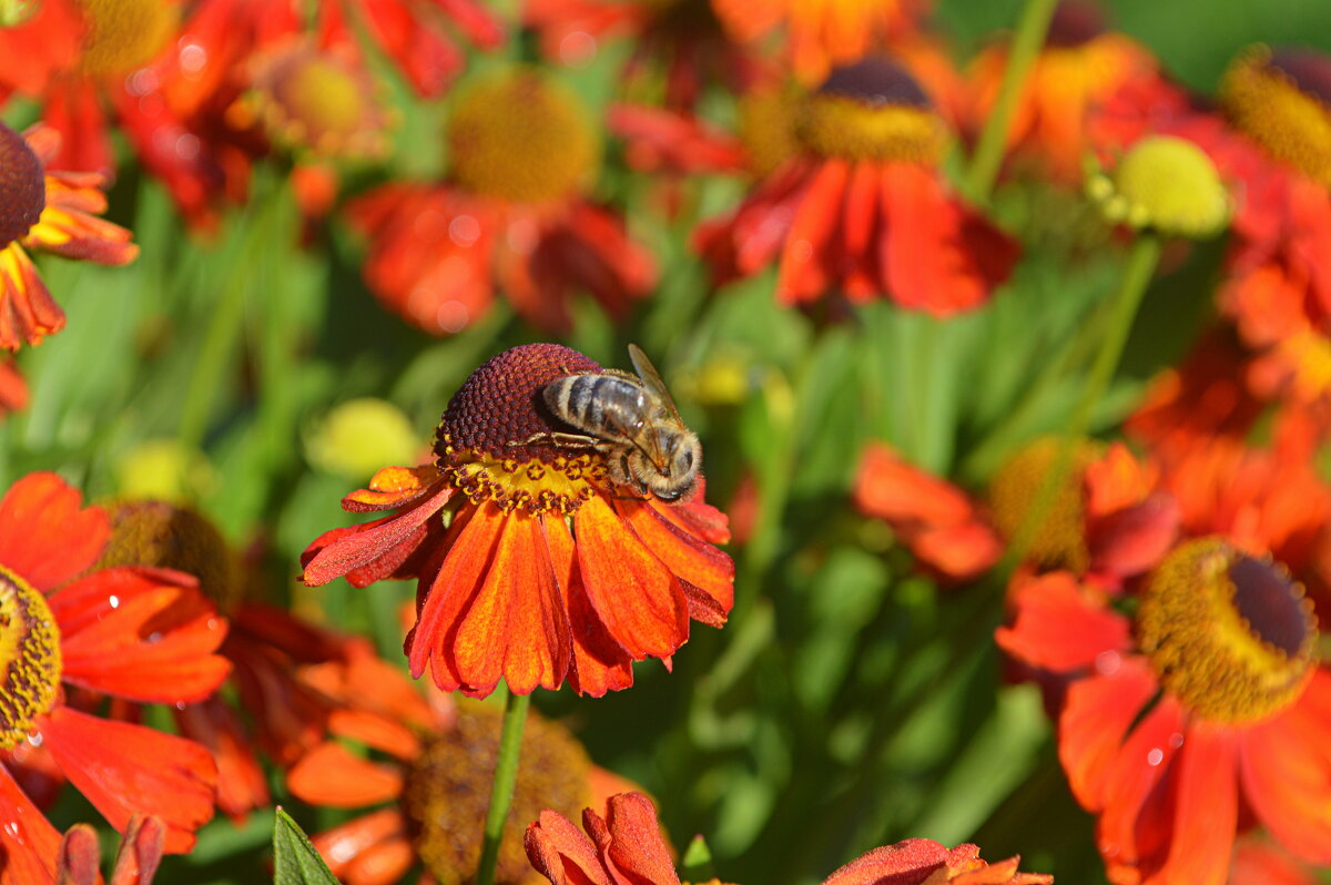14 августа - Медовый  Спас (или 1й Спас) - Татьяна Лютаева