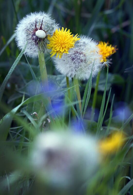 май - Михаил Бибичков