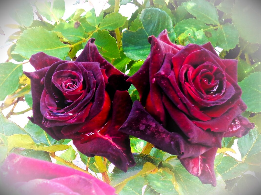 Розы - Наталья 