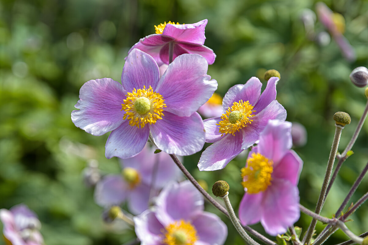 Цветочек - Валерий Пославский Цветочек - Валерий Пославский