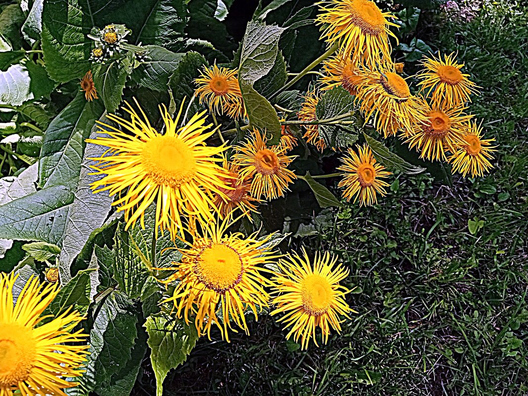 Цветы. - Владимир Драгунский Цветы. - Владимир Драгунский