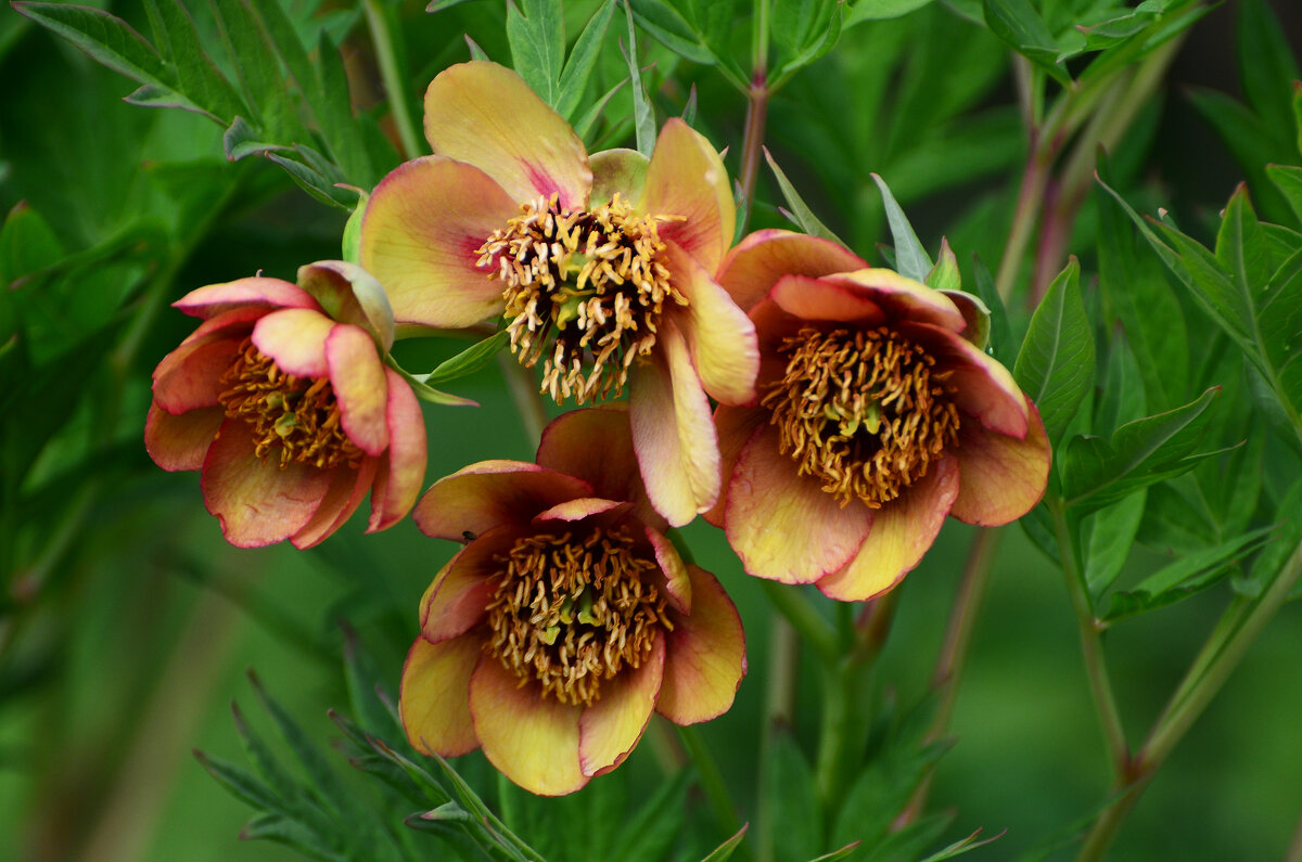 Июнь в Ботаническом... - Наташа ***** Июнь в Ботаническом... - Наташа *****