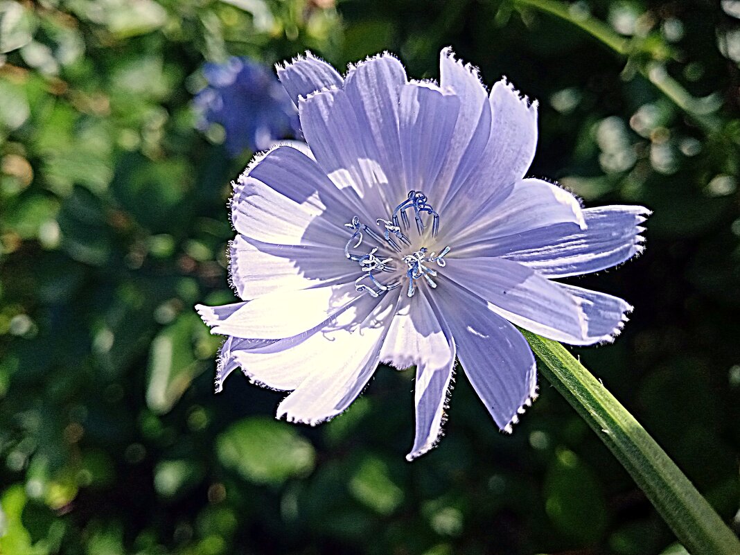 Цветы. - Владимир Драгунский Цветы. - Владимир Драгунский