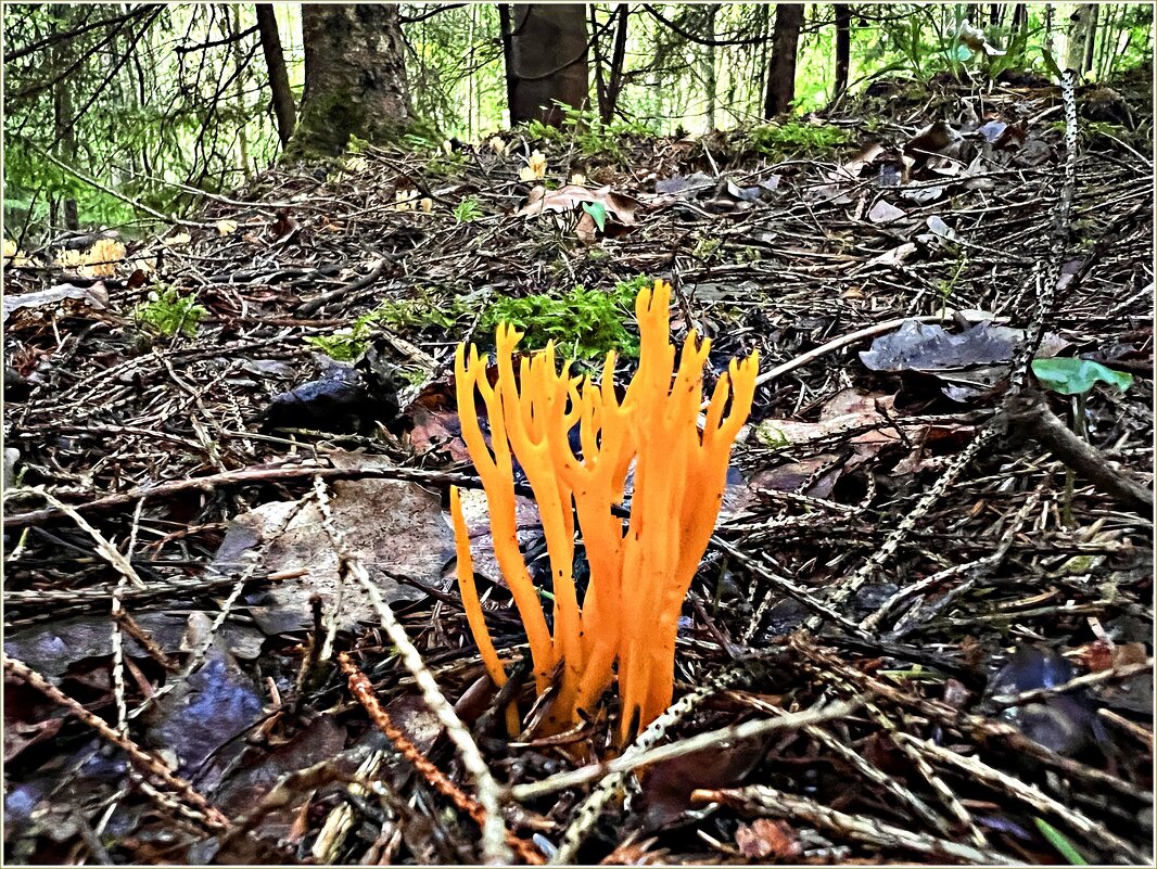 Калоцера клейкая. - Валерия Комова