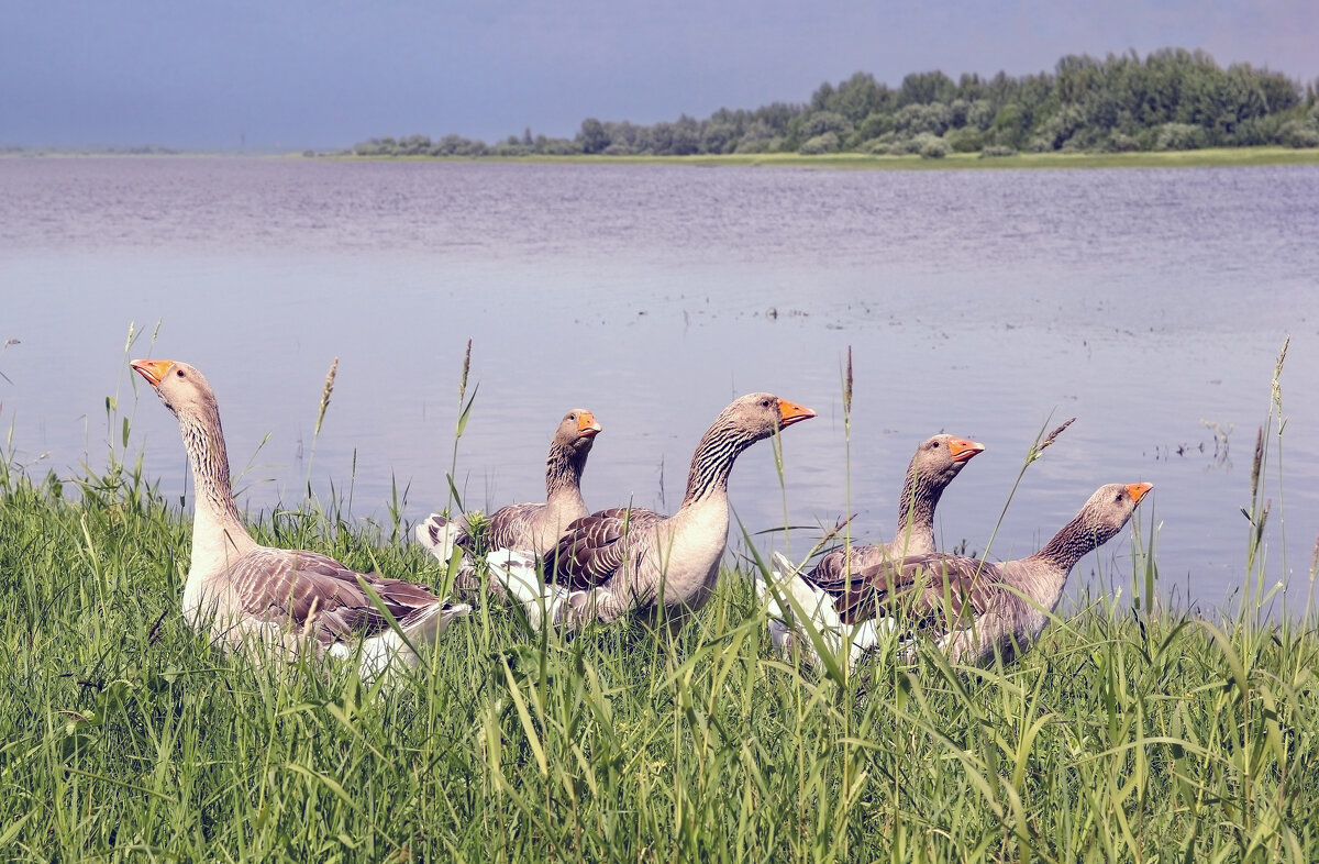 Монастырские гуси - skijumper Иванов