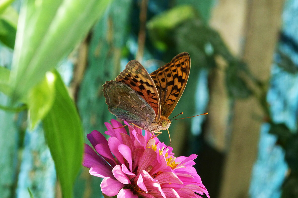 Бабочка на цветке - Валентин Семчишин