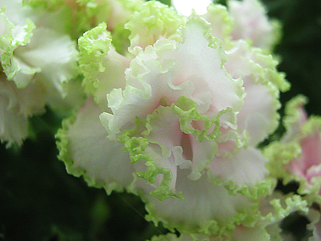 Нежность фиалки - Елена Семигина Нежность фиалки - Елена Семигина