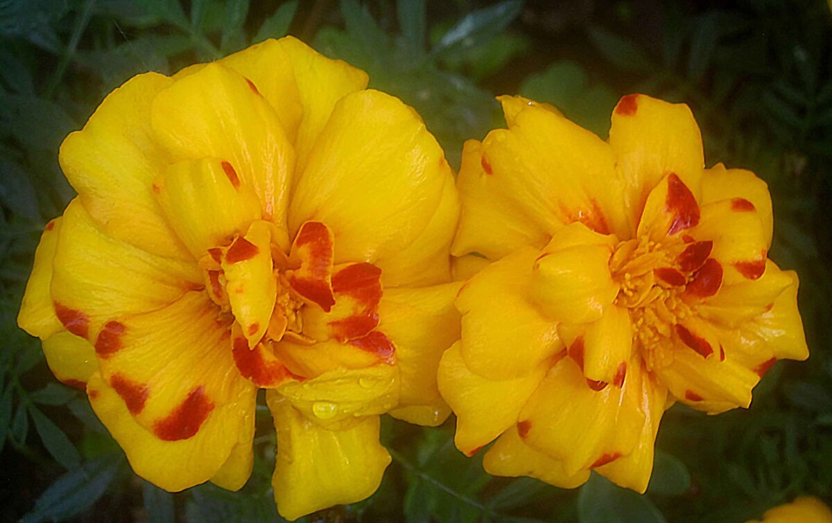 Солнечные - Елена Семигина Солнечные - Елена Семигина